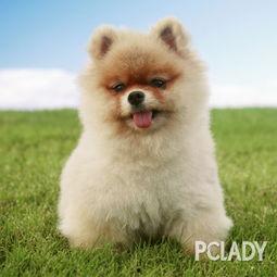 博美爆料新闻事件真相视频,揭秘新闻事件背后真相  第3张